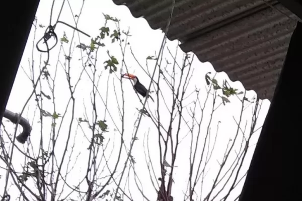 Un tucán se posó a comer higos en Choromoro y un lechuzón negruzco apareció en Tafí Viejo