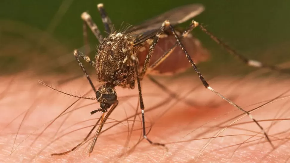 Creen que el brote de dengue comenzó a bajar