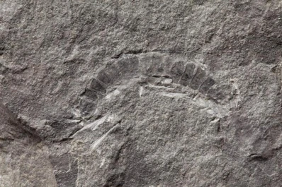 Hallan el fósil más antiguo de un animal terrestre