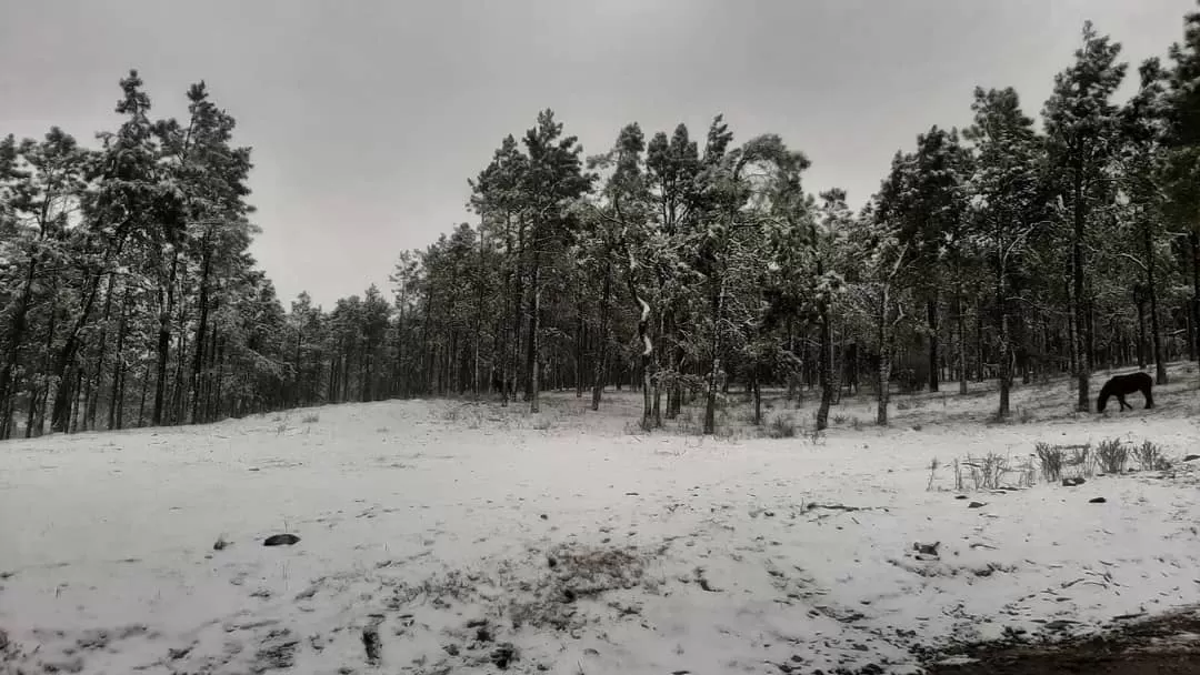 Pinar de los Ciervos. FOTO TOMADA DE FACEBOOK.COM/JFASTORGA