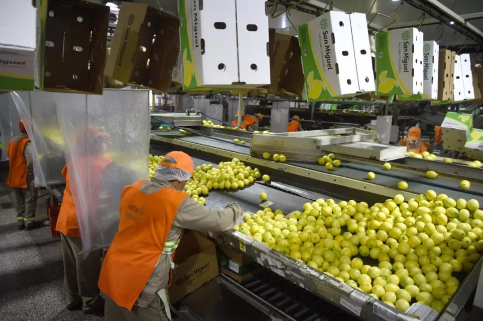 PROCESO DE SELECCIÓN. Los limones tucumanos serán puestos en cámaras de frío para conservar su calidad y sus propiedades. LA GACETA / Foto Juan Pablo Sanchez Noli