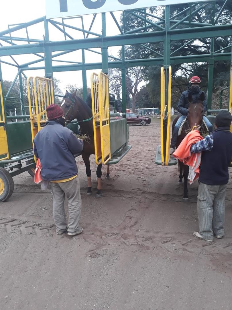 EN LAS GATERAS. Jockeys y peones trabajan en la puesta a punto de los caballos.  