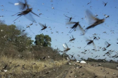 Reporte Rural: encienden las alertas por amenaza de langostas