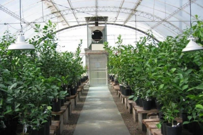 La Eeaoc garantiza que los viveristas dispongan de semillas y de yemas cítricas de calidad