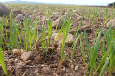 Se puede reactivar la venta de fertilizantes