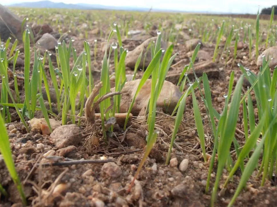 ALERTA. Habían cancelado la venta de fertilizantes en plena siembra de trigo. 