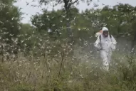 Una manga de langostas ingresó a El Cajón: aseguran que los daños son menores