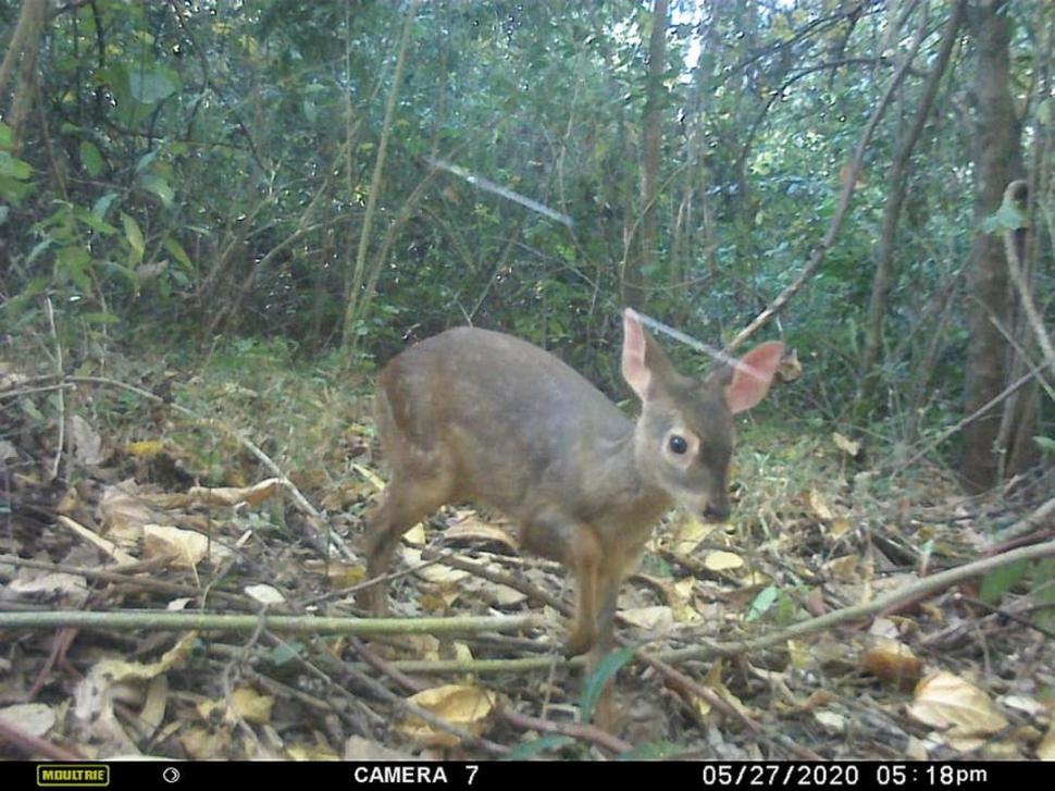   CORZUELA. Fue “cazada” con una cámara que se activa con sensores. (Foto: J. B. de Horco Molle).