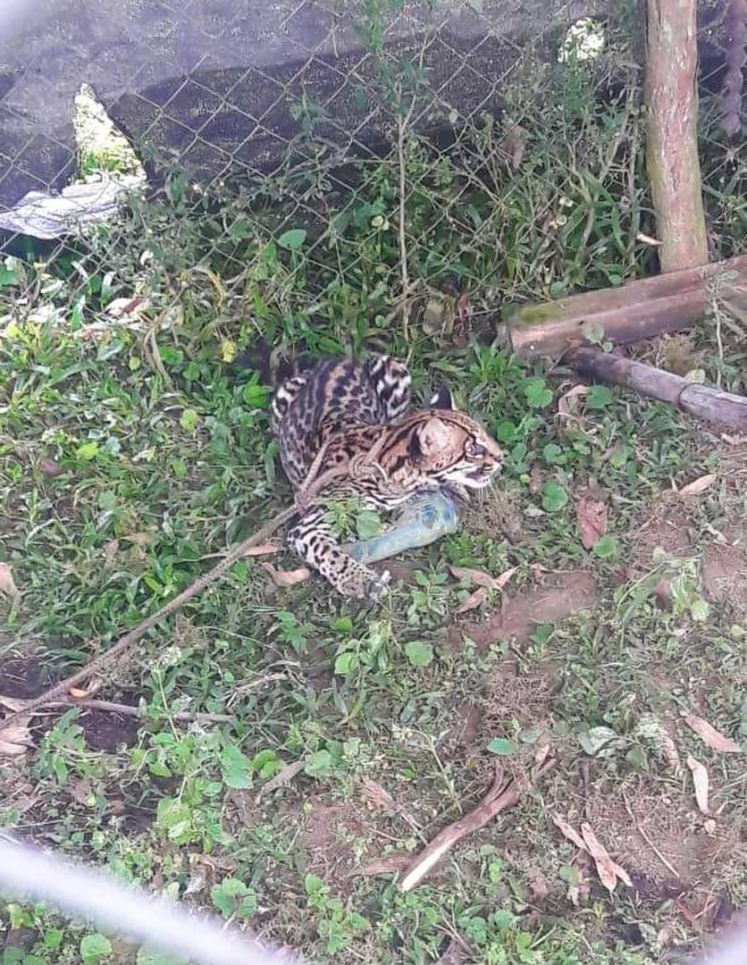   OCELOTE. Fue rescatado gracias a un trabajo colectivo. (Foto: Sec. Desarrollo Productivo).