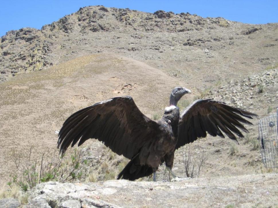   CÓNDOR. Ejemplares fueron recuperados de una intoxicación y luego liberados. (Foto: Sec. Desarrollo Productivo).