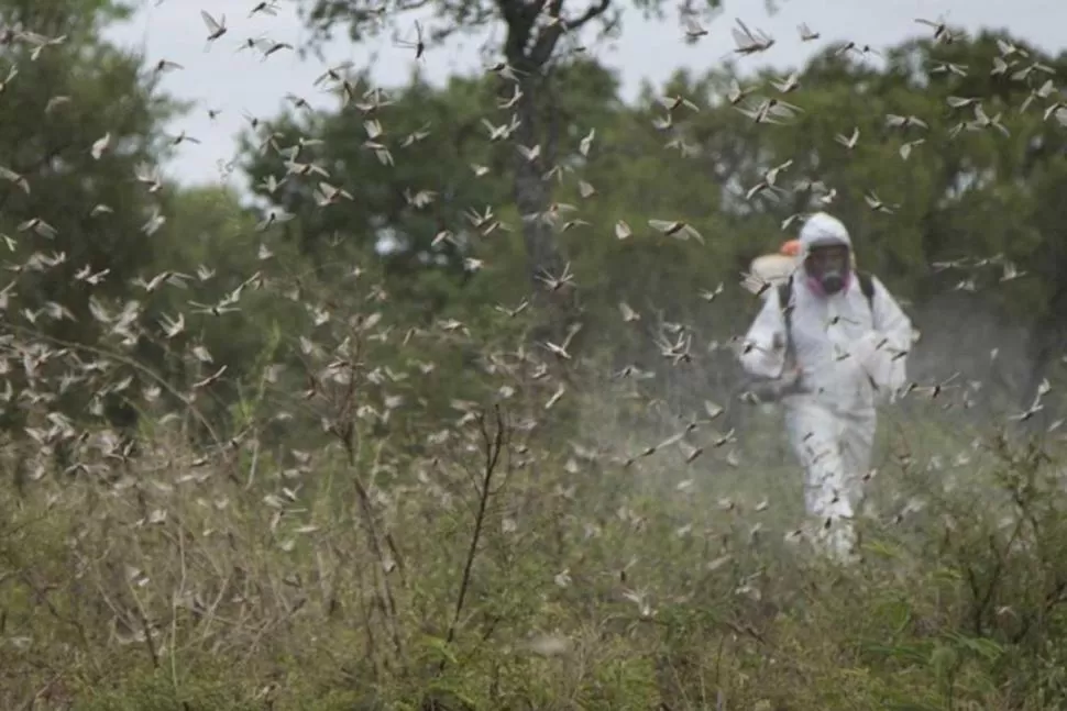 LATENTE. La manga de langostas ya recorrió más de 1.000 km. Ingresó por Paraguay, al este de Formosa; y desde allí siguió hacia Chaco y hacia Santa Fe.  