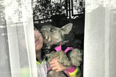 Cómo preparar a las mascotas para la vuelta a la vida pre-pandemia