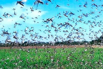 Una manga de langostas de 15 km cuadrados invade Corrientes