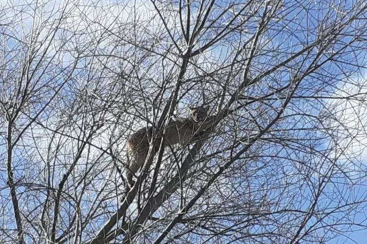 EN UN ÁRBOL. Foto enviada a LA GACETA WhatsApp