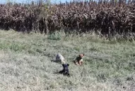 Un cachorro podría ser la clave para esclarecer el crimen de Pepe Porcel