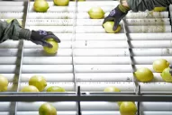 El limón tucumano, suspendido en la UE: la Mancha Negra es una enfermedad cuarentenaria en esos países