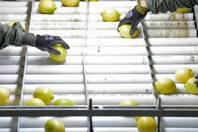 El limón tucumano, suspendido en la UE: la Mancha Negra es una enfermedad cuarentenaria en esos países