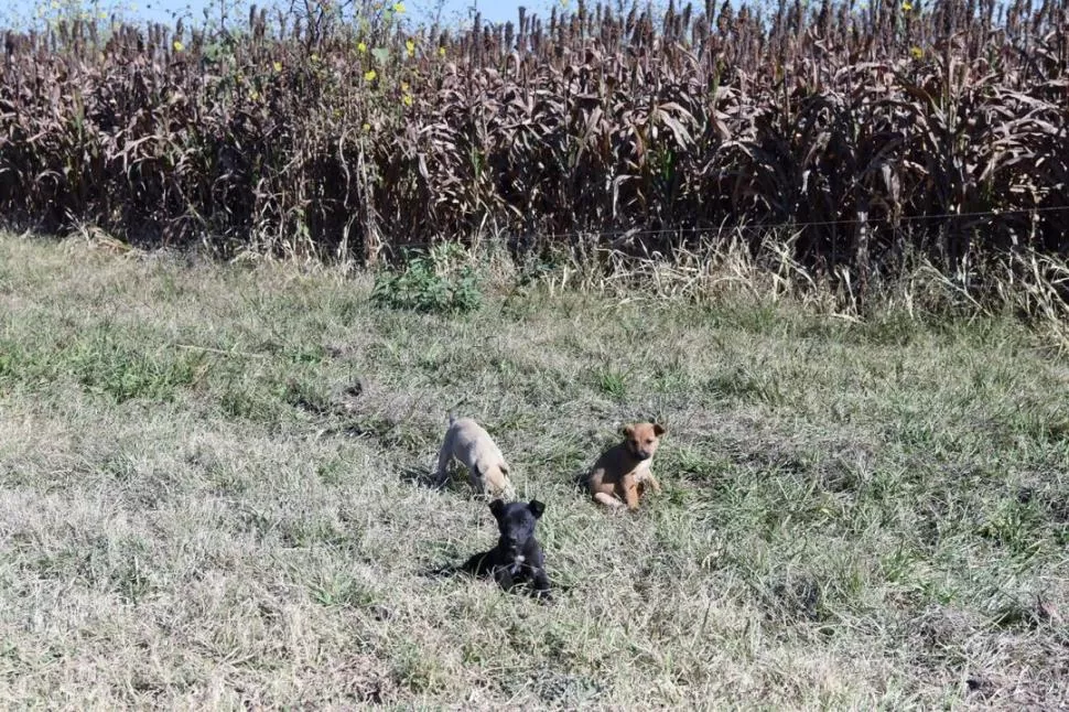 Un cachorro podría ser la clave para esclarecer el crimen de Pepe Porcel