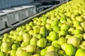Por un hongo, suspenden la venta de limones hacia la Unión Europea