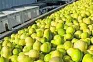 Por un hongo, suspenden la venta de limones hacia la Unión Europea