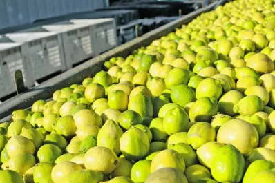 Por un hongo, suspenden la venta de limones hacia la Unión Europea