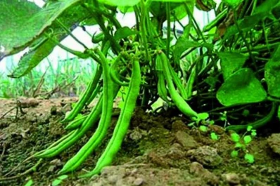 El estrés hídrico favoreció que se dé podredumbre carbonosa