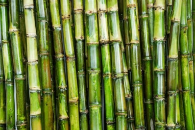 Piden que la calidad del jugo de caña se valore de otra forma