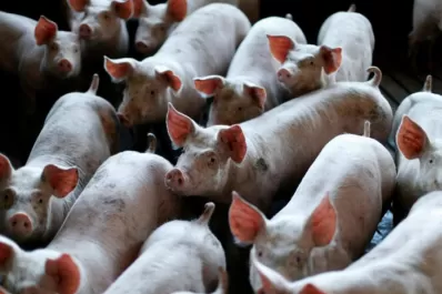 Alarman los contagios en la industria de la  carne, en Brasil