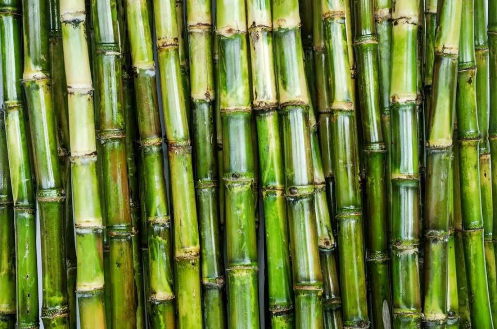 LA BASE. La materia prima se paga de acuerdo a la calidad del jugo de caña.  