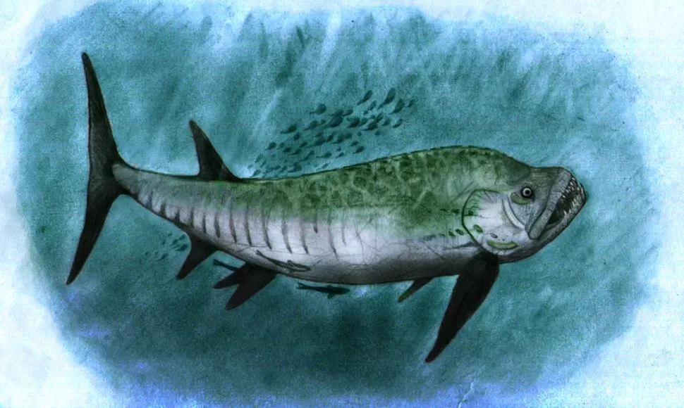 RECONSTRUCCIÓN. Seis feroces metros y filosos dientes tenía el Xiphactinus. 