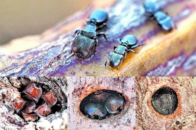 Biología: por qué los animales se hacen los muertos