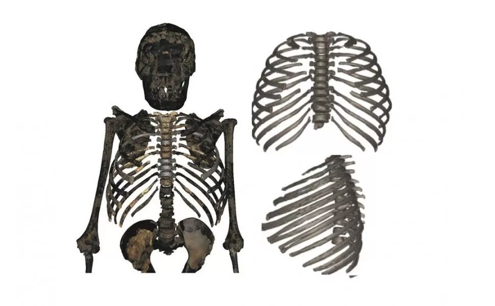 CAJA TORÁCICA. Era más ancha y más corta que la del hombre actual. 