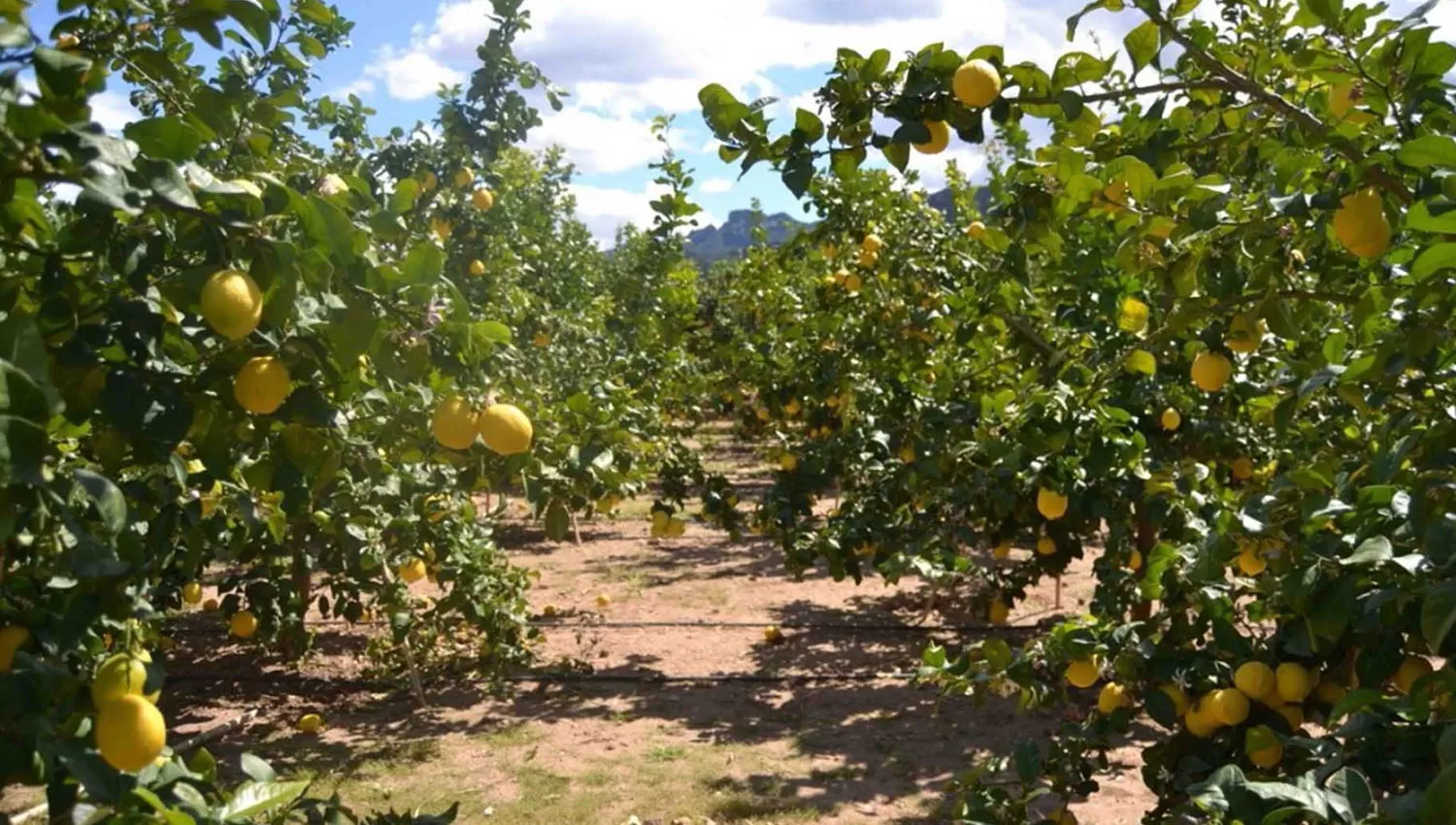 Cuáles son los ilícitos más comunes que sufren los productores tucumanos