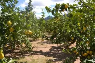 Cuáles son los ilícitos más comunes que sufren los productores tucumanos