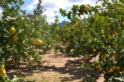 Cuáles son los ilícitos más comunes que sufren los productores tucumanos
