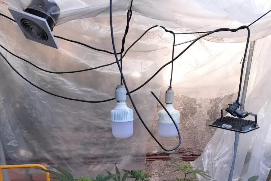 Hicieron un allanamiento por un robo y encontraron plantines de marihuana