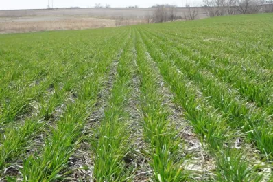 Análisis de especialistas: “Fuimos bastantes corajudos en largarnos a sembrar trigo bajo esas condiciones hídricas”