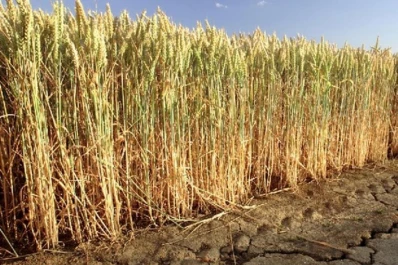 Iba a ser “el año del trigo”, pero la sequía lo evitó