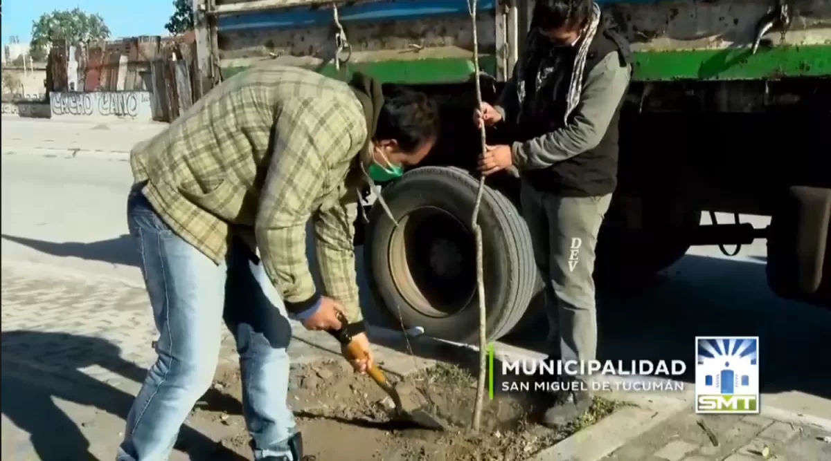 Plantarán 1.500 árboles en la avenida Costanera