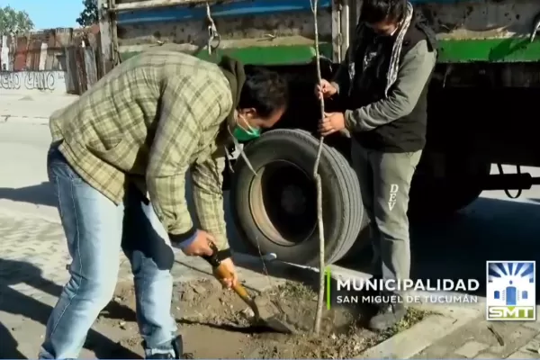 Plantarán 1.500 árboles en la avenida Costanera