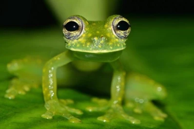 Investigación argentina: descubren por qué las ranas pueden camuflarse