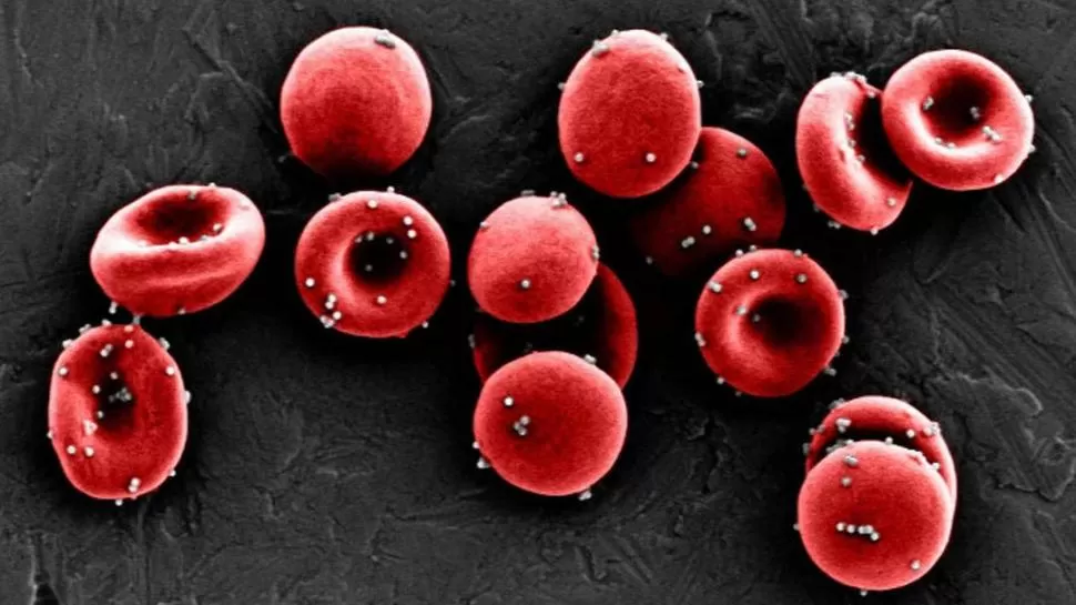 BENEFICIOS. Gracias a los glóbulos rojos también se acortaría el tiempo de desarrollo de una vacuna. 