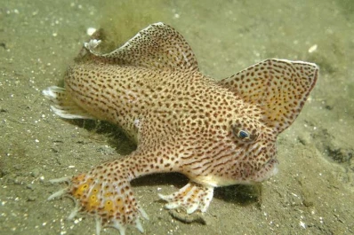 Daño ambiental marino: por primera vez se declara extinto un pez moderno