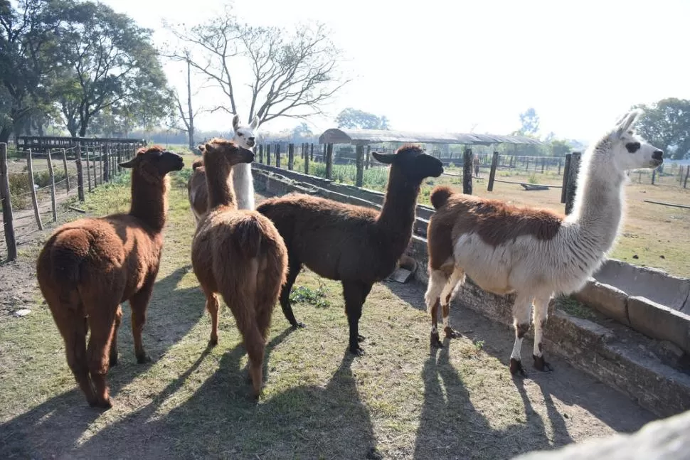 BIOTERIO. La Facultad de Agricultura y Zootecnia cuenta con 13 llamas. as dfasdfasdfasdf