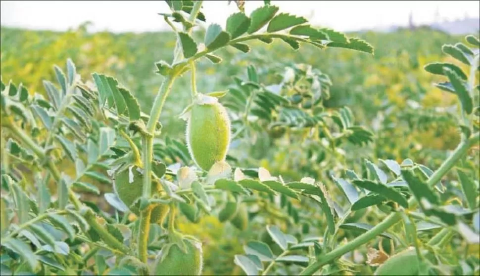 GARBANZO. El año pasado se exportó este cultivo por más U$S 50 millones  