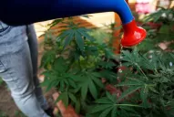 Tucumán se prepara para participar del plantón cannábico 2020 