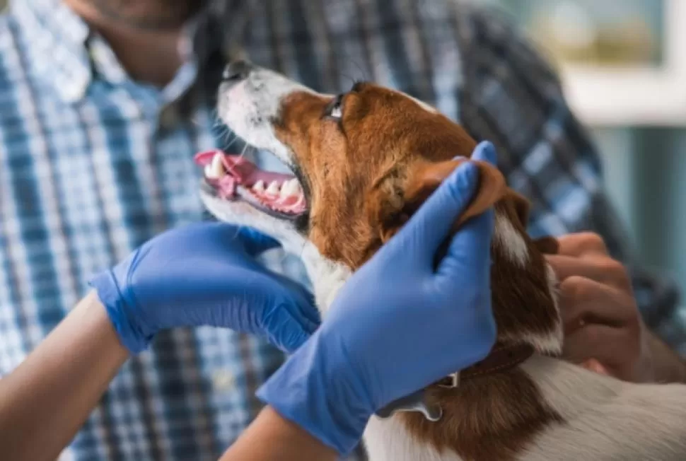 HALLAZGO. Nuevas habilidades de los mejores amigos del hombre. 