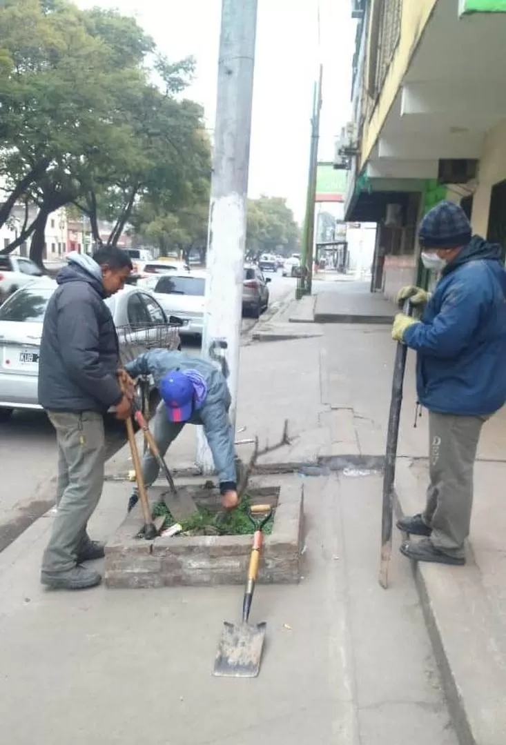 NUEVOS. En las tazas vacías de la ciudad la Municipalidad planta árboles. prensa municipalidad