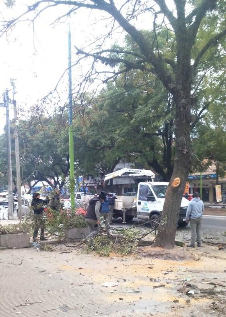 RENOVADOS. La avenida Kirchner, entre Miguel Lillo y Colón, recibió limpieza y nuevos ejemplares de tarco. 