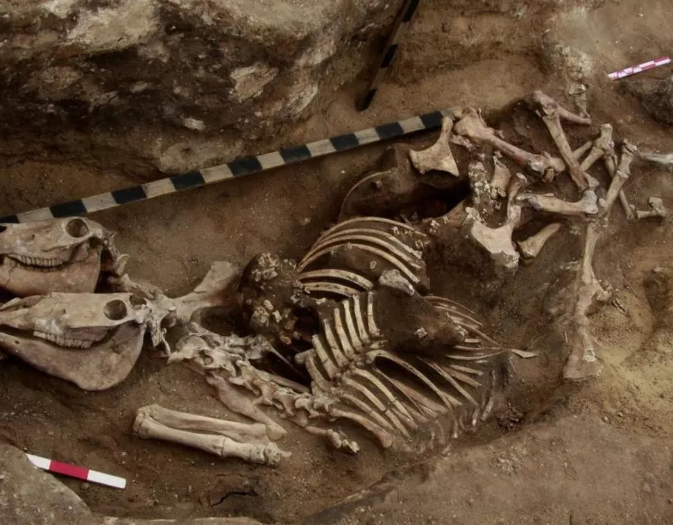 RESTOS. Los cráneos mostraban los cambios derivados del uso de bridas. 